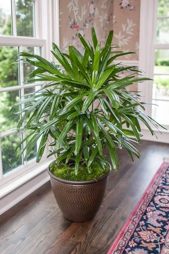 Miniatura 3 de Lady Palm - 5 plantas vivas en macetas de cultivo de 6 pulgadas - Rhapis Excelsa - Hermosa planta de interior de aire limpio para interiores