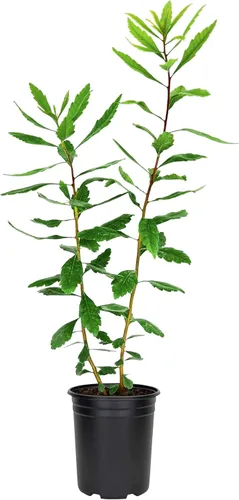 Miniatura 12 de Mirto de cera 20 plantas vivas Myrica Cerifera Arbusto de crecimiento rápido, pantalla de privacidad, follaje de hoja perenne, ornamental