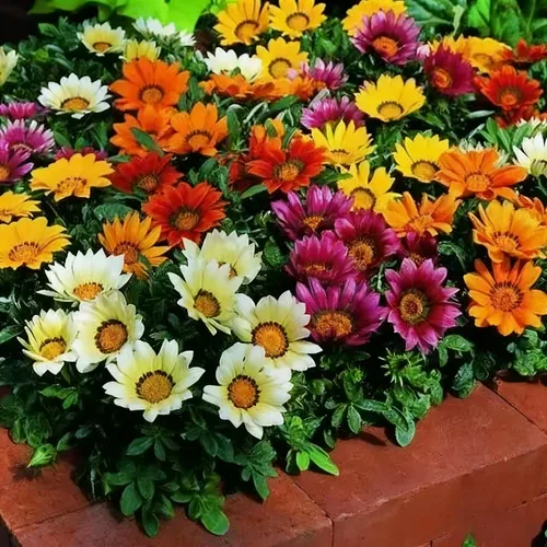 Miniatura 2 de Gazania - Semillas para plantar, más de 300 semillas mixtas de Gazania, semillas de flores tradicionales sin OMG para jardín al aire libre, plantas