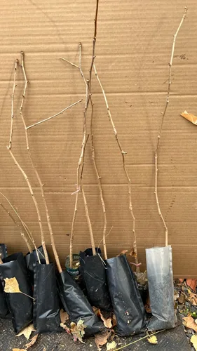 Miniatura 5 de Plántula de Ginkgo Biloba de 2-3 pies de altura sin sexo a raíz desnuda 3-4 años de edad