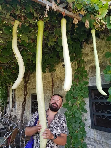 Miniatura 2 de Semillas Calabash Calabash Long Gourd Lagenaria Serpantine Heirloom Vegetal para plantar sin OMG
