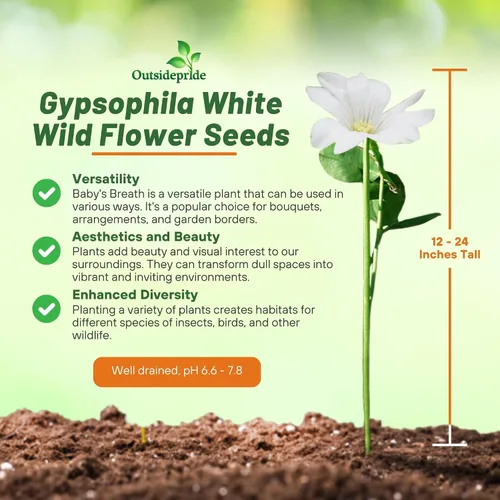Miniatura 3 de Outsidepride Gypsophila White Baby - Semillas de aliento de bebé – 1/4 lb. Semillas de flores silvestres resistentes anuales, fáciles de cultivar