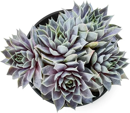 Miniatura 15 de Sprout N Green Aeonium - Almohadilla de lirio, planta suculenta viva totalmente enraizada en maceta de 4 pulgadas, oficina en casa, decoración