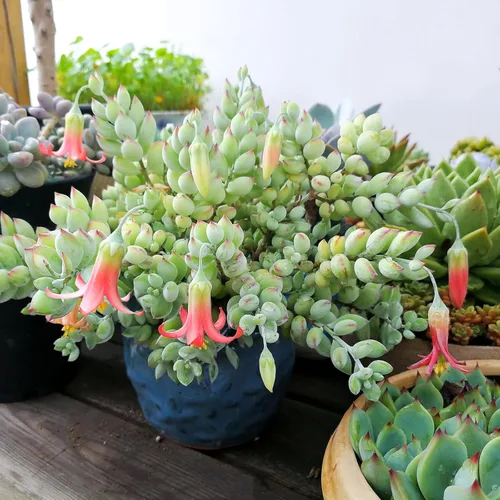 Miniatura 5 de Cotyledon Pendens de 4 pulgadas, suculenta viva completamente enraizada en macetas con mezcla de tierra, planta doméstica rara para la decoración