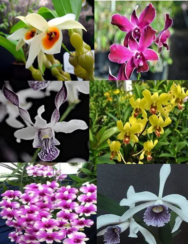 Miniatura 7 de 4 plantas de orquídeas vivas para elegir (Cattleya, Oncidium, Vanda, Dendrobium, Phalaenopsis) (Vandas + paquete de calor)