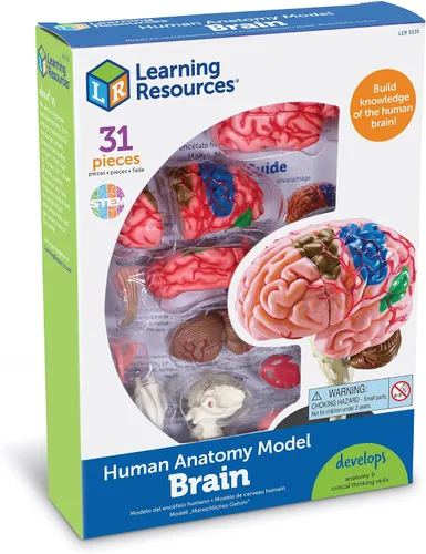 Miniatura 4 de Modelo de cerebro Learning Resources
