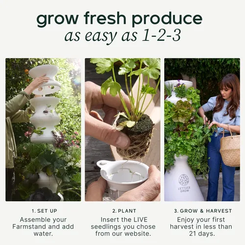 Miniatura 7 de Kit de inicio Lettuce Grow Farmstand con anillos luminosos y 12 créditos para plántulas Pequeño kit de sistema de cultivo hidropónico Torre