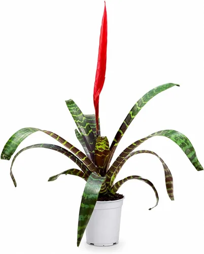 Miniatura 13 de Agloanema Garnet House Plant, Chinese Evergreen Live Plant for Indoor Spaces, Colorful Aglaonema Live Plant, Feng Shui Plants Live Houseplants for