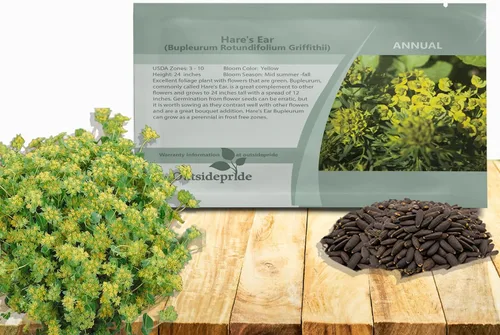 Outsidepride Hare's Ear Bupleurum Seeds – 2000 unidades. Semillas anuales, tolerantes a la sequía y de bajo mantenimiento, semillas de flores para