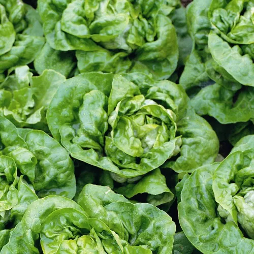 Semillas crujientes de mantequilla de lechuga Butterhead - Paquete de 25 semillas - Conocidas por su sabor "mantecoso" y textura aterciopelada, y