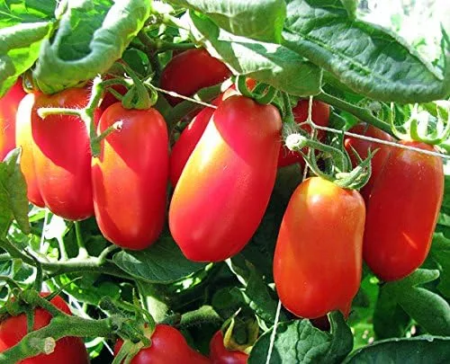 Miniatura 8 de Más de 30 semillas de tomate italianas en pasta San Marzano, sin OMG, indeterminadas, polinizadas abiertas, productivas, deliciosas, de Estados