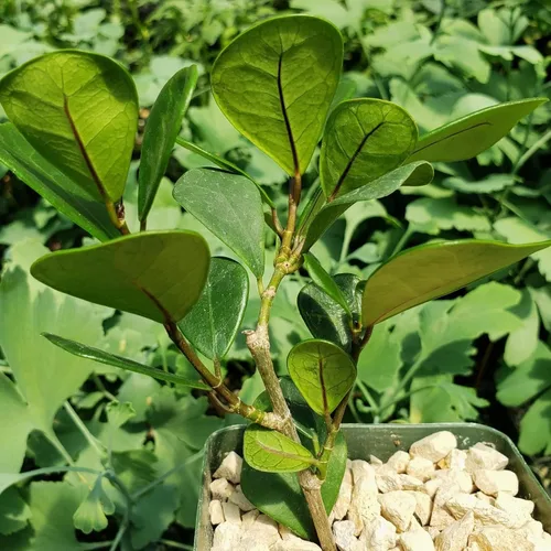 Miniatura 8 de Ficus triangularis