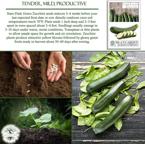 Miniatura 5 de Semillas de calabaza de verano de calabacín verde oscuro para plantar, más de 50 semillas tradicionales por paquete, semillas de jardín de Isla