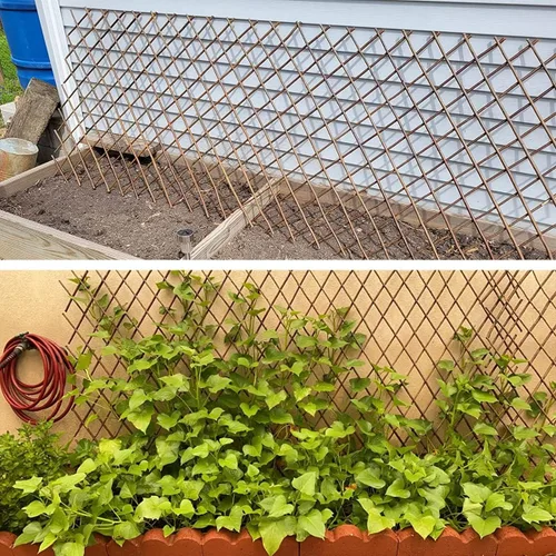 Miniatura 5 de Enrejado de sauce expandible para plantas trepadoras al aire libre, paneles de celosía para valla de jardín natural para soporte de plantas