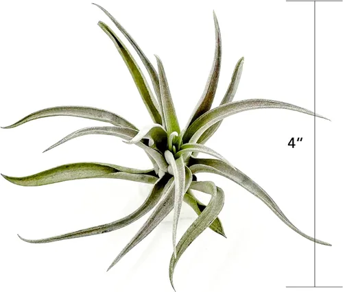 Miniatura 65 de ragnaroc Air Plants - Floración Tillandsia Bulbosa Belice, gigante de 7-9 pulgadas, 1 unidad, llegada en vivo garantizada, plantas