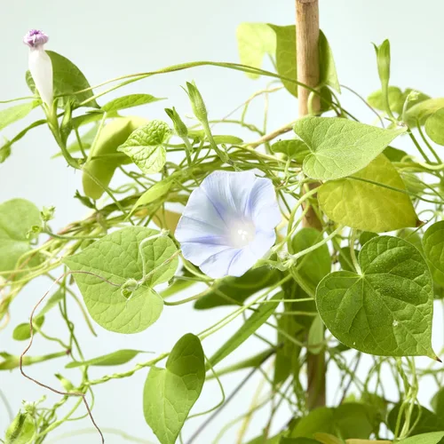 Miniatura 8 de Modern Sprout Kit de cultivo de flores, maceta de cerámica con sistema de cultivo hidropónico para interiores, ideal para decoración de sala