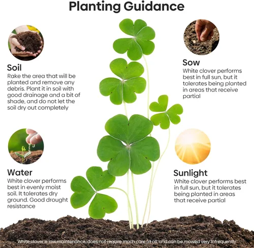 Miniatura 3 de Groundio White Clover Seeds for Lawn Alternative