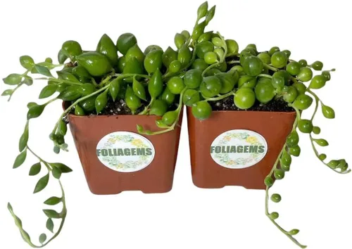 Miniatura 8 de Plantas suculentas vivas de USKC (juego de dos macetas de 2 pulgadas) (Anacampseros rufescens variegata)