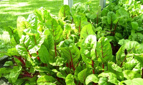 Miniatura 2 de 500 semillas de acelga rojo rubí reliquia – Premium sin OMG, polinizado abierto, semillas cultivadas en Estados Unidos, siempre frescas