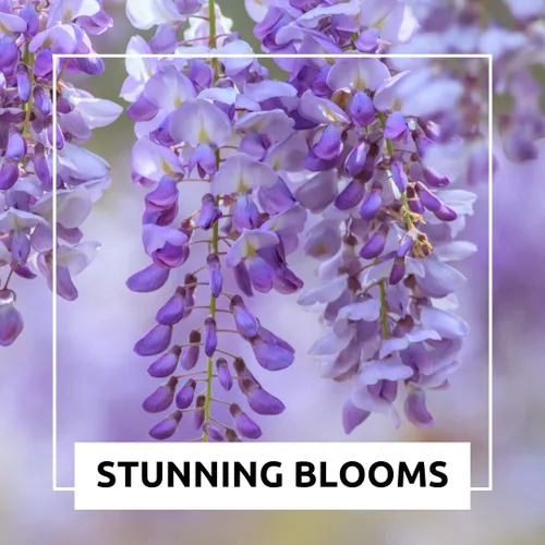 Miniatura 3 de Plántula de bonsái de glicina china para plantar, plántula bien arraigada de 1 año, árbol ornamental de rápido crecimiento con flores