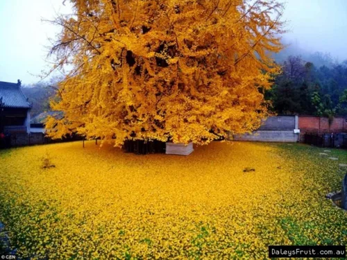 Miniatura 4 de Plántula de Ginkgo Biloba de 2 a 3 años de edad de 10 a 12 pulgadas de alto