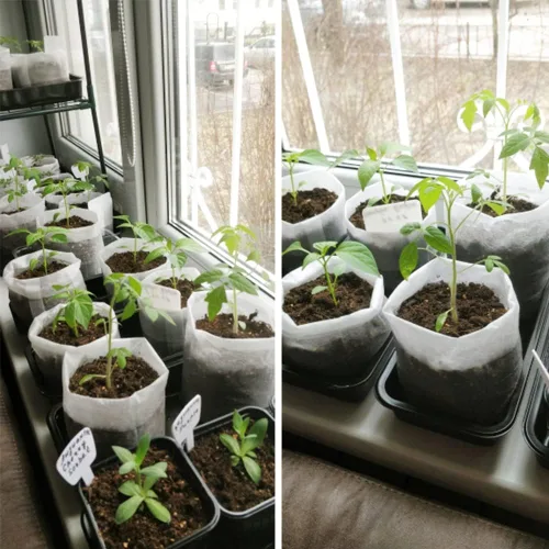 Miniatura 7 de 100 bolsas de cultivo de vivero, bolsa de cultivo de plántulas de tela no tejida para una alta tasa de supervivencia de plántulas, paquetes