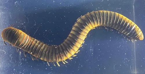 Miniatura 8 de 44mm Hormiga gigante tropical real en resina de lucita transparente cristalina, espécimen preservado Pseudoneoponera Rufipes, taxidermia