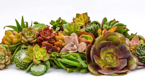 Miniatura 2 de Succulent Market - Esquejes surtidos (paquete de 20) suculentas de 2 a 3 pulgadas a granel