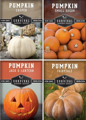 Semillas de calabaza, paquete variado de 4 unidades para plantar, azúcar pequeño, linterna Jack O', colección de semillas de calabaza de cuento de