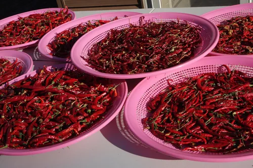 Miniatura 5 de 100 semillas de chile Sichuan orgánicas certificadas por USDA, Er Jing Tiao, producto de los Estados Unidos, sin OMG