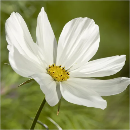 Miniatura 4 de Seed Needs Cosmos Seeds para plantar flores cosmo blancas de pureza, reliquia y flores silvestres polinizadas abiertas para plantar y cultivar un