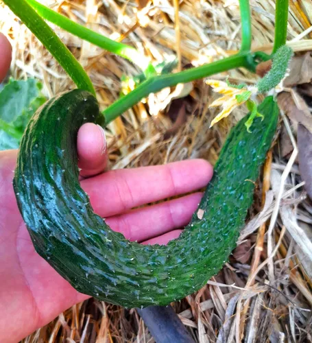 Miniatura 8 de TomorrowSeeds - Semillas de pepino sin eructos de jade de China - Más de 100 unidades - para plantar 2026 Delicioso largo verde oscuro sin amargo