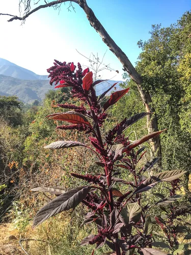 Miniatura 3 de Plant Good Seed Semillas orgánicas de tinte rojo hopi para plantar: hojas comestibles y semillas negras, flores rojas escarlatas, paquete de 600