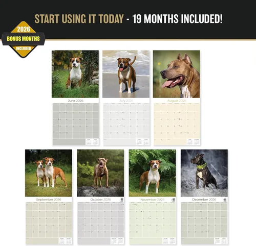Miniatura 3 de Calendario 2025 2026 de American Staffordshire Terrier – Calendario mensual de pared de raza de perro – 12" x 24" abierto – Papel grueso sin