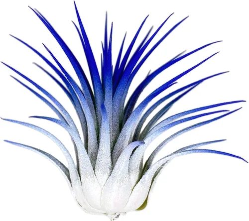 Miniatura 9 de Planta de aire Rainbow Tillandsia, planta de aire Tillandsia, planta de aire, purificación de aire, planta de casa, decoración y regalo