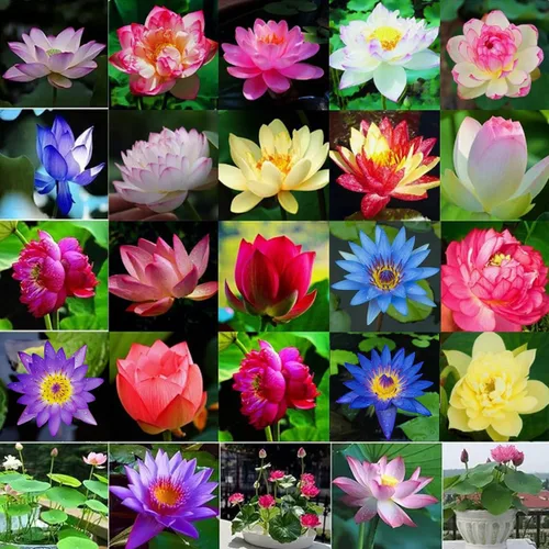 160 semillas de loto de colores mixtos para plantar, loto bonsái sin OMG, flor de lirio de agua, plantas acuáticas de fácil cultivo para estanques,