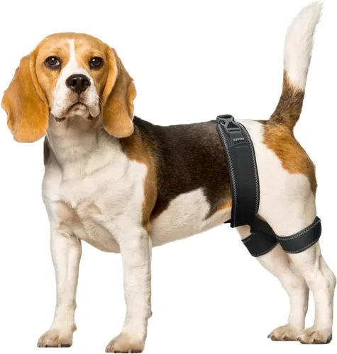 CHAMIN Soporte de cadera para perro: arnés de apoyo para displasia de cadera, alivio del dolor en las articulaciones, evita problemas en las