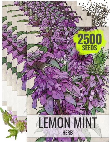 Miniatura 16 de Seed Needs Semillas de bálsamo de abeja para plantar bergamota silvestre, reliquia y flores perennes de polinización abierta para cultivar un jardín