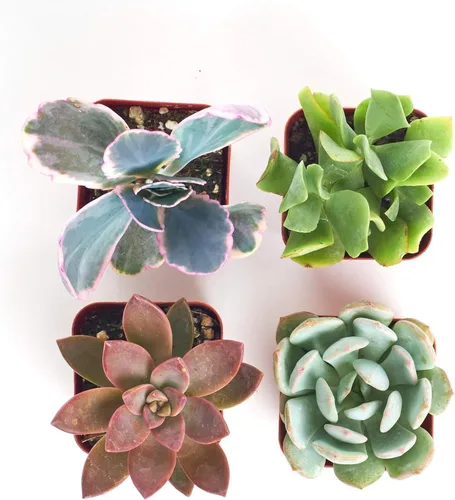Miniatura 3 de 4 plantitas, de Shop Succulents, colección variada, tonos pastel, paquete de de 4