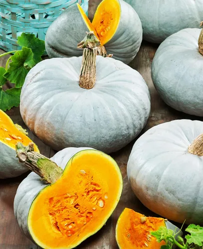 Miniatura 4 de Más de 10 semillas de verduras de calabaza para plantar al aire libre reliquia sin OMG
