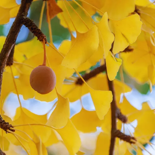 Miniatura 2 de Juego de 2 plantas de ginkgo vivas con raíces desnudas, 6 a 12 pulgadas de alto, árboles de ginkgo biloba para jardín, patio o decoración