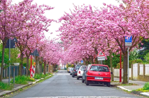 Miniatura 9 de TomorrowSeeds - Semillas de árbol de cerezo japonés - Más de 30 unidades - para plantar 2026 Sakura Pink Floración Asiático Oriental Ornamental