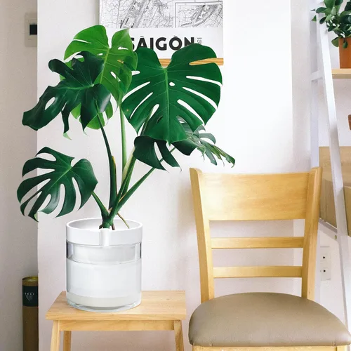 Miniatura 2 de Maceta de 8 pulgadas Phoenix Vine de riego automático, maceta de arcilla de terracota blanca con depósito de vidrio para plantas de interior, Blanco