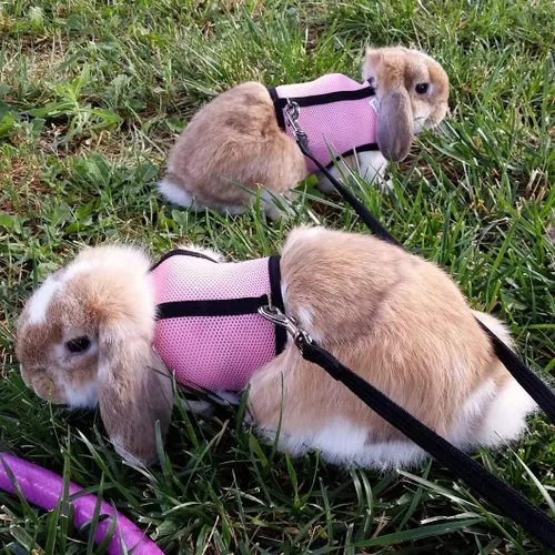 Miniatura 7 de PETTOM Arnés para Conejo Conejillo de Indias con Correa Elástica Extensible, Lindo Arnés de Malla Suave para Mascotas Pequeñas, Sin Tirones, Cómodo