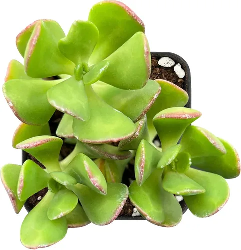 Miniatura 9 de Sprout N Green Pachyphytum compactum, 1 planta suculenta viva totalmente enraizada en macetas de 2 pulgadas con mezcla de tierra, planta de casa
