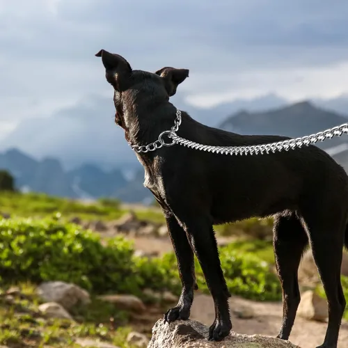 Miniatura 3 de Correa y collar de metal para perro, cadena a prueba de mordidas de 4 pies con cadena en P, correa resistente para mascotas con mango acolchado