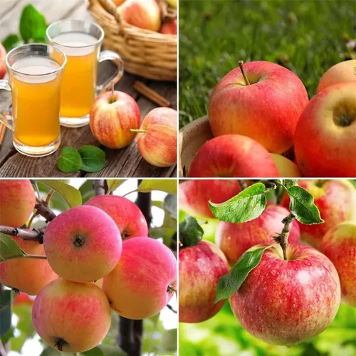 Miniatura 12 de Semillas de frutas para plantar - Semillas de frutas de jardín (caqui americano - 10 semillas)