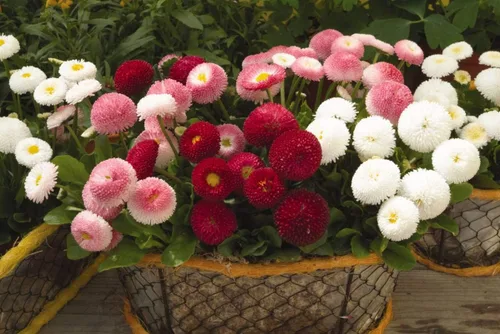 Miniatura 3 de Semillas English Daisy Pompon Double Mix (Marguerite Bellis perennis) Flores perennes cortadas al aire libre para plantar jardines