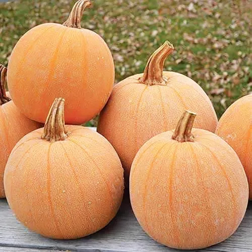 Semillas de calabaza de lujo de invierno, reliquia, textura sedosa de reliquia para un pastel perfecto. Esta maravillosa calabaza pequeña tiene una