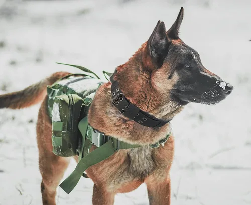 Miniatura 7 de Collar táctico para perro con asa, collar de entrenamiento militar ajustable para perros, nailon suave y hebilla de metal resistente para perros